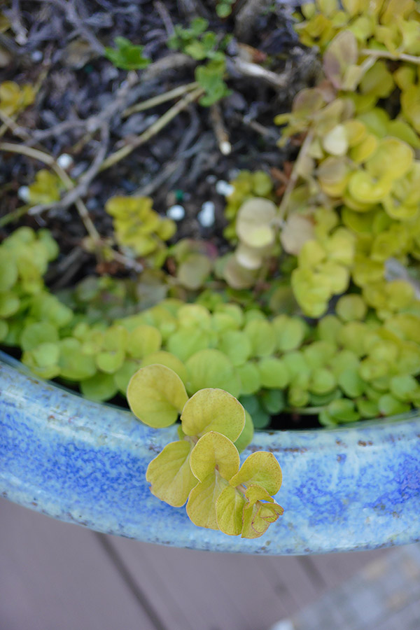 Panasonic CM1 Review -- Sample Image