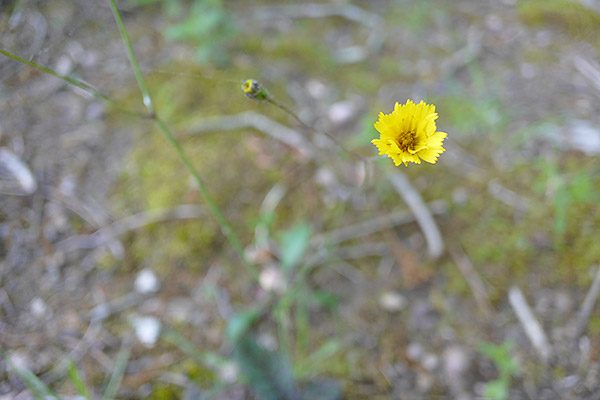 Panasonic CM1 Review -- Sample Image