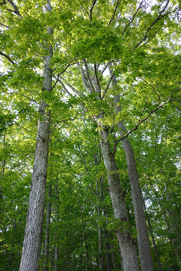 Panasonic CM1 Review -- Sample Image