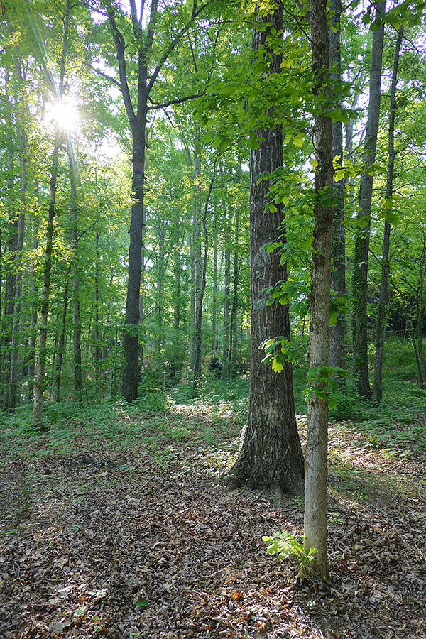 Panasonic CM1 Review -- Sample Image