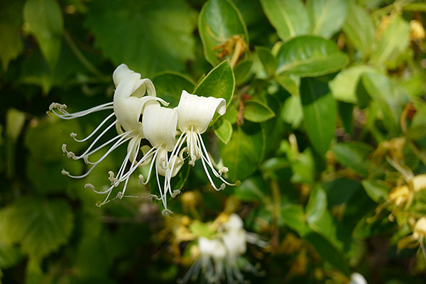 Panasonic CM1 Review -- Sample Image