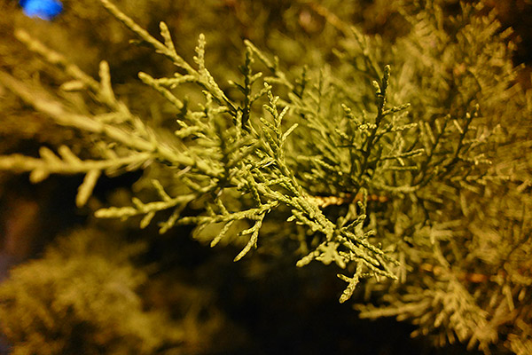 Panasonic CM1 Review -- Sample Image