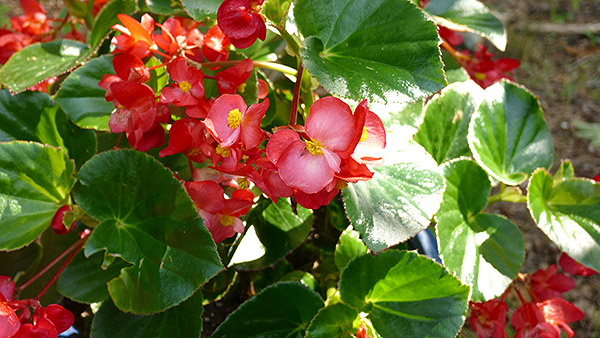 Panasonic CM1 Review -- Sample Image