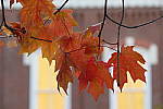 Click to see YP1000617.JPG