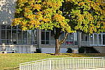Click to see YP1000777.JPG