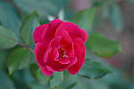 Click to see YP1000792.JPG