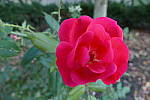 Click to see YP1000795.JPG