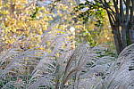 Click to see YP1000804.JPG