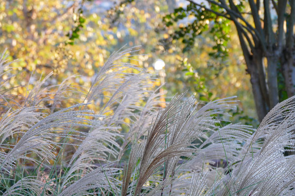 Panasonic FZ1000 review -- Sample photo