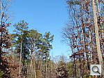 Click to see FZ200PINE.JPG