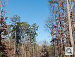 Click to see FZ200PINE_ACRu200r06.JPG