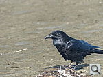 Click to see YP1030718.JPG