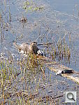 Click to see YP1030794.JPG