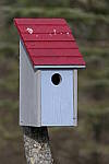 Click to see Y_1000192-BOKEH-480mm-f4.5.JPG