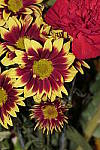 Click to see Y_1000215-FLASH.JPG