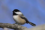 Click to see Y_1000252.JPG
