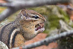 Click to see Y_1000379-MOD.JPG