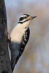 Click to see Y_1000592-MOD.JPG