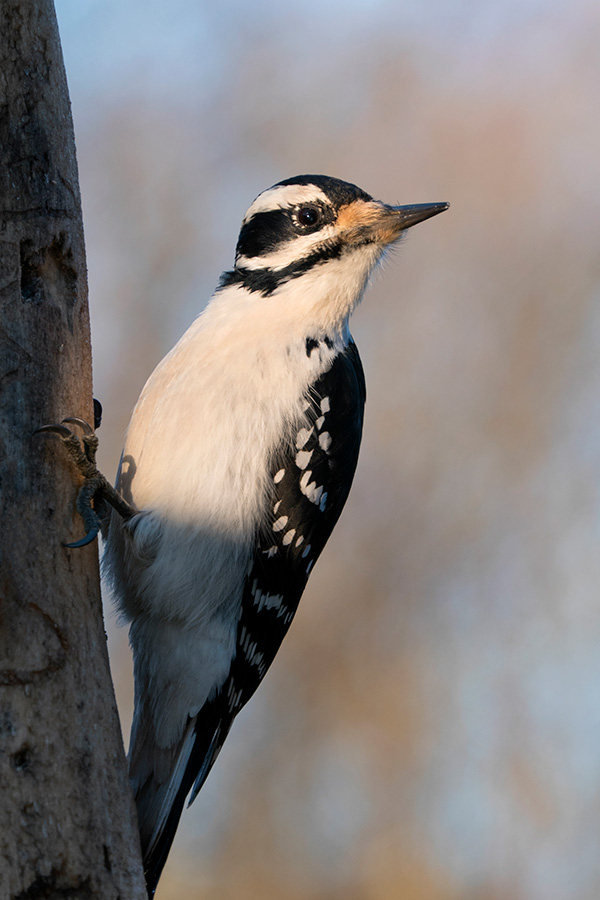 Panasonic FZ2500 Review: Field Test -- Gallery Image