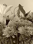 Click to see YP1030726-CC-Sepia.JPG