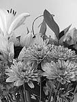 Click to see YP1030727-CC-Monochrome.JPG