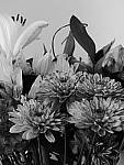 Click to see YP1030728-CC-DynamicMono.JPG