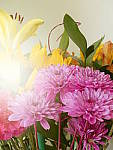 Click to see YP1030742-CC-Sunshine.JPG