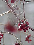 Click to see Y_1030045.JPG