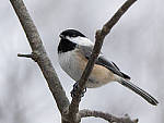 Click to see Y_1030110-MOD.JPG