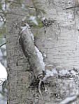 Click to see Y_1030517.JPG