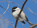 Click to see Y_1030613-MOD.JPG