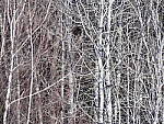 Click to see Y_1030930-600mm-2.8.JPG