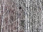 Click to see Y_1030931-600mm-4.0.JPG