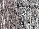 Click to see Y_1030932-600mm-5.6.JPG