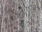 Click to see Y_1030933-600mm-8.0.JPG