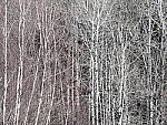 Click to see Y_1030934-300mm-2.8.JPG