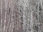 Click to see Y_1030936-300mm-5.6.JPG