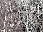 Click to see Y_1030937-300mm-8.0.JPG