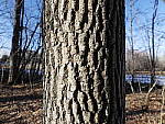 Click to see Y_1030940-25mm-4.0.JPG