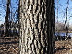 Click to see Y_1030942-25mm-8.0.JPG