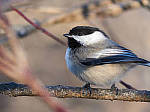 Click to see Y_1040129-MOD.JPG
