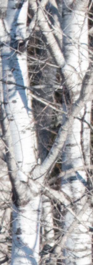 Panasonic FZ300 Field Test -- 600mm Aperture Comparison