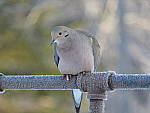 Click to see YP1000087.JPG