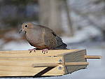 Click to see YP1000115.JPG