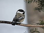 Click to see YP1000232.JPG