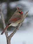 Click to see YP1000408.JPG