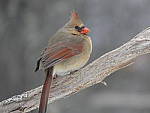 Click to see YP1000410.JPG