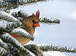 Click to see YP1000447-MOD.JPG