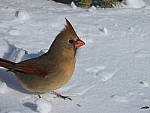 Click to see YP1000448.JPG