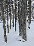 Click to see YP1000543.JPG